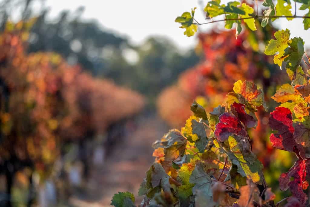 Close up of a vine with rows of vineyards in the background.