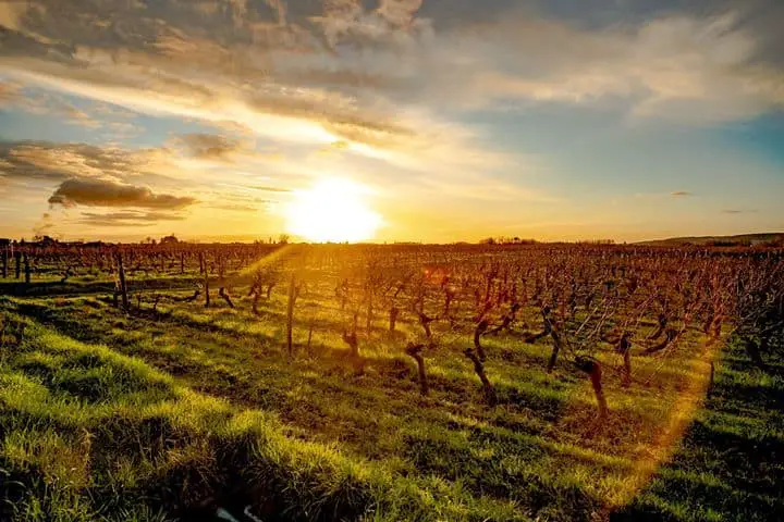 Image of vineyards with a sunset backdrop.